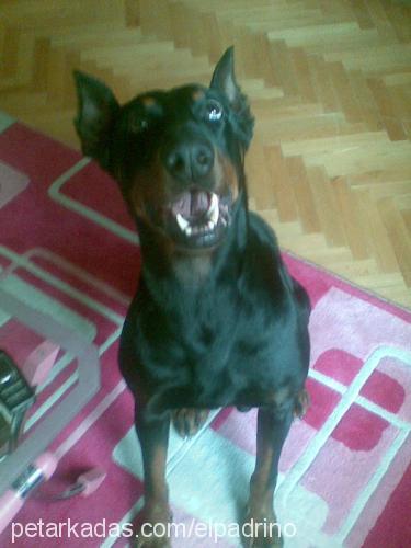 sezar Erkek Doberman Pinscher