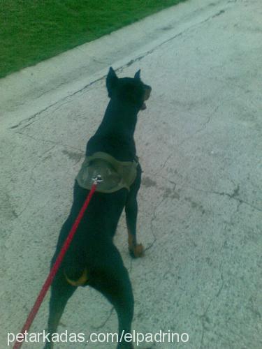 sezar Erkek Doberman Pinscher