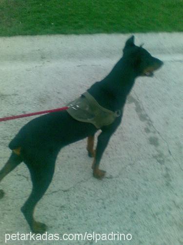 sezar Erkek Doberman Pinscher