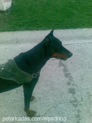 sezar Erkek Doberman Pinscher