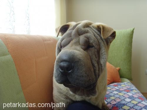 Da Vinchi Erkek Çin Shar-Pei