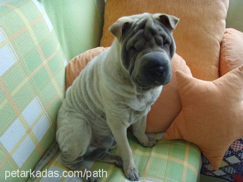 Da Vinchi Erkek Çin Shar-Pei