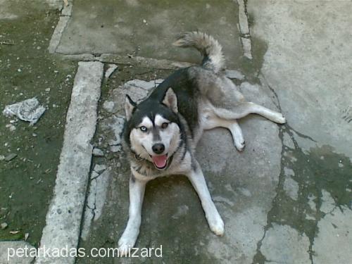 paşa Erkek Sibirya Kurdu (Husky)