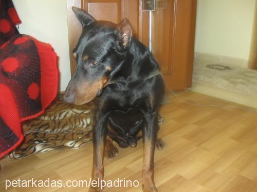 sezar Erkek Doberman Pinscher