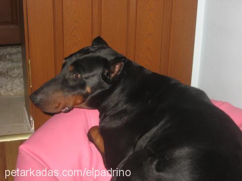 sezar Erkek Doberman Pinscher