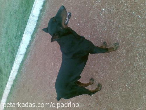 sezar Erkek Doberman Pinscher