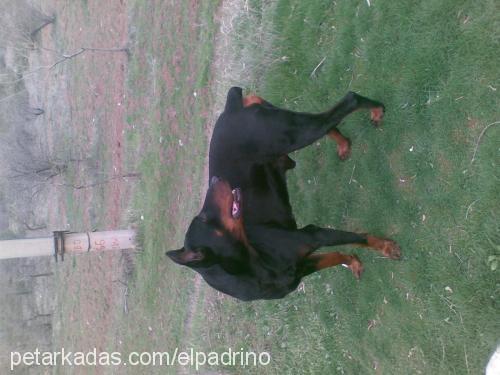 sezar Erkek Doberman Pinscher