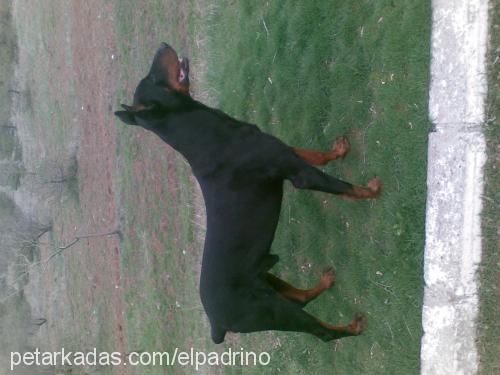 sezar Erkek Doberman Pinscher