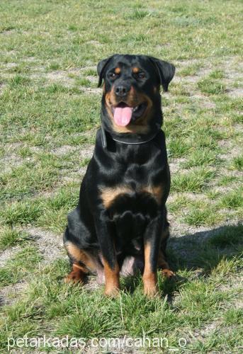 daphne Dişi Rottweiler