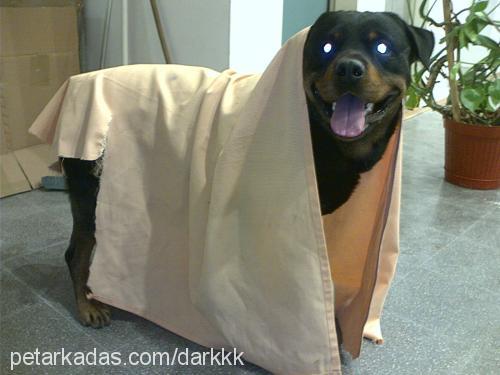 dark Erkek Rottweiler