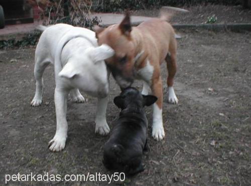 evan Dişi Bull Terrier