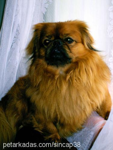 pasha Erkek Pekingese