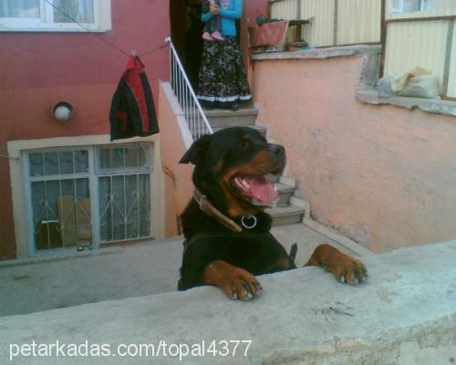 pasha Erkek Rottweiler