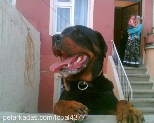 pasha Erkek Rottweiler