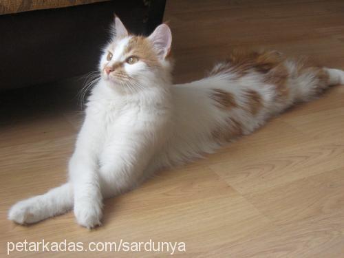 karamel Dişi Ankara Kedisi (Angora)