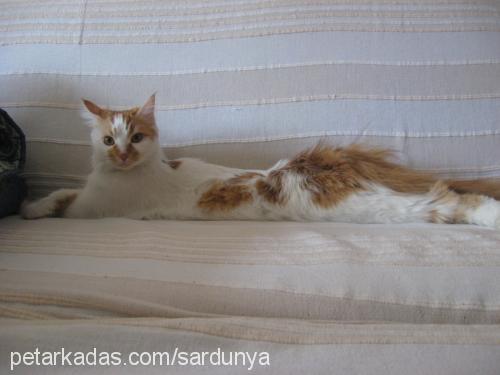 karamel Dişi Ankara Kedisi (Angora)