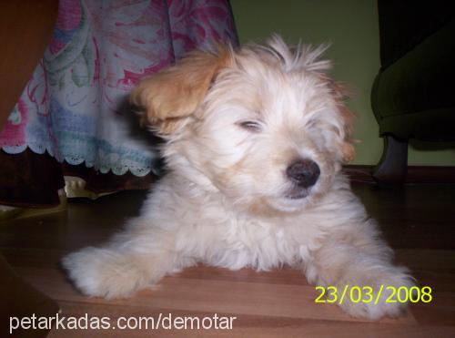 tarçın Dişi Avustralya Terrier