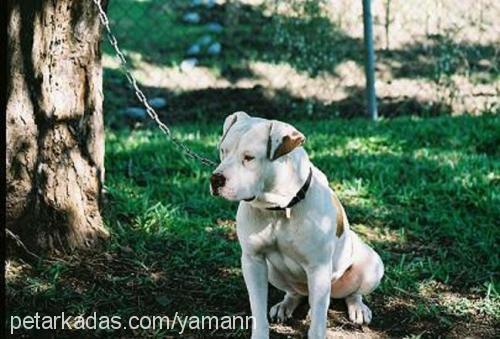 pico Dişi Amerikan Pitbull Terrier