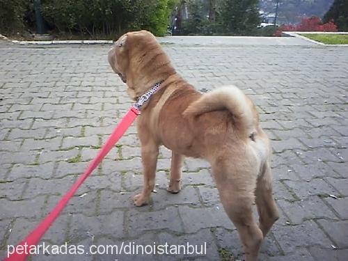 dino Erkek Çin Shar-Pei