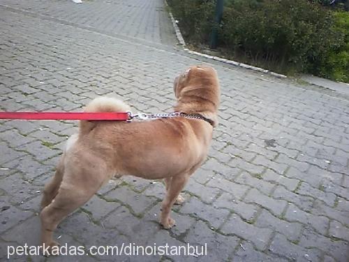 dino Erkek Çin Shar-Pei