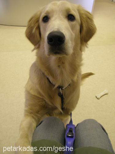 geshe Dişi Golden Retriever