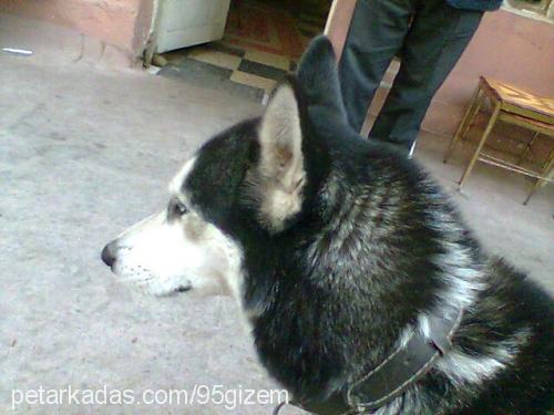 ----İce----- Erkek Sibirya Kurdu (Husky)