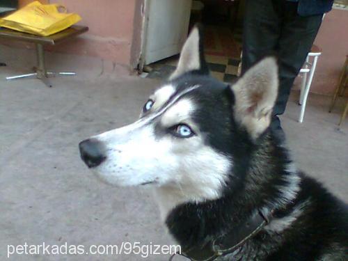 ----İce----- Erkek Sibirya Kurdu (Husky)