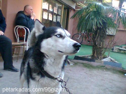 ----İce----- Erkek Sibirya Kurdu (Husky)