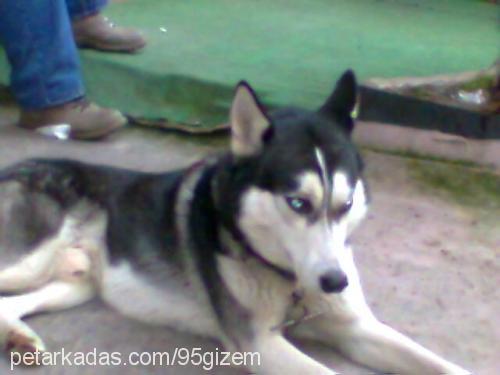 ----İce----- Erkek Sibirya Kurdu (Husky)