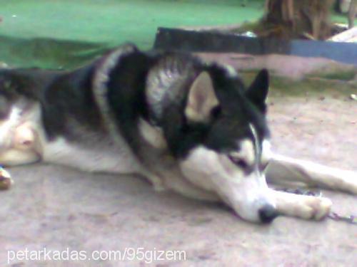 ----İce----- Erkek Sibirya Kurdu (Husky)