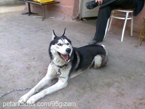 ----İce----- Erkek Sibirya Kurdu (Husky)