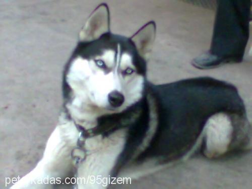 ----İce----- Erkek Sibirya Kurdu (Husky)