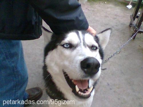 ----İce----- Erkek Sibirya Kurdu (Husky)