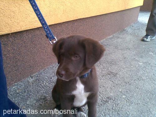 conı Erkek Labrador Retriever