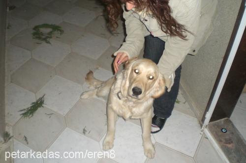 tarçın Erkek Golden Retriever