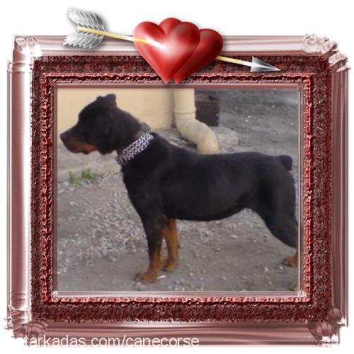 hera Dişi Rottweiler