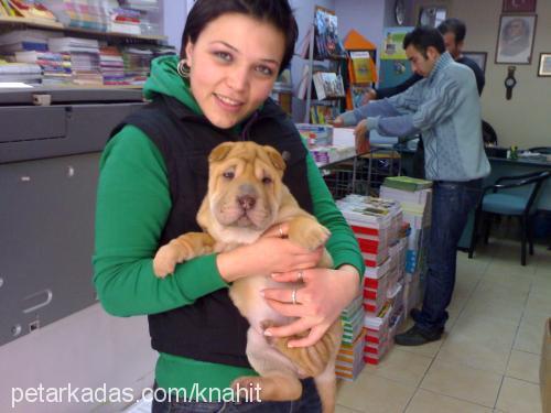 hoşaf Dişi Çin Shar-Pei