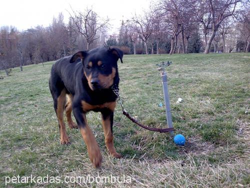 zoro Erkek Rottweiler