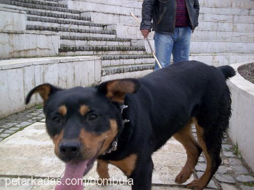 zoro Erkek Rottweiler