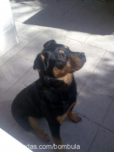 zoro Erkek Rottweiler