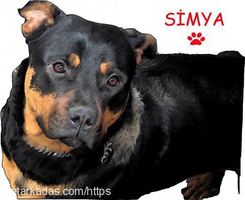 simya Dişi Rottweiler