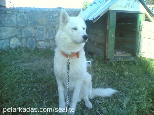 lenk Erkek Sibirya Kurdu (Husky)