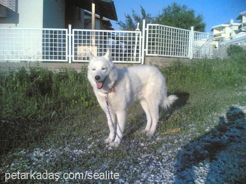 lenk Erkek Sibirya Kurdu (Husky)