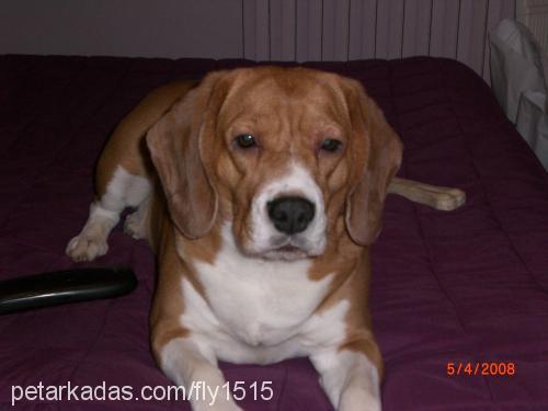 lady Dişi Beagle