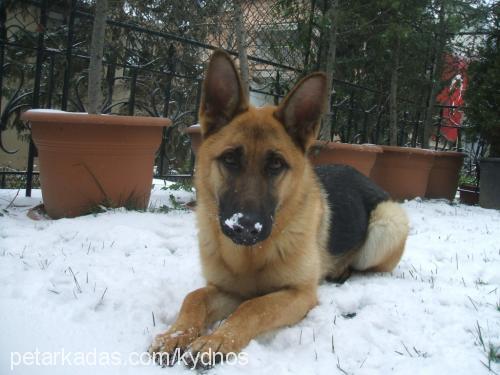 Çakil Dişi Alman Çoban Köpeği