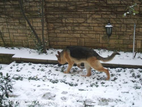 Çakil Dişi Alman Çoban Köpeği