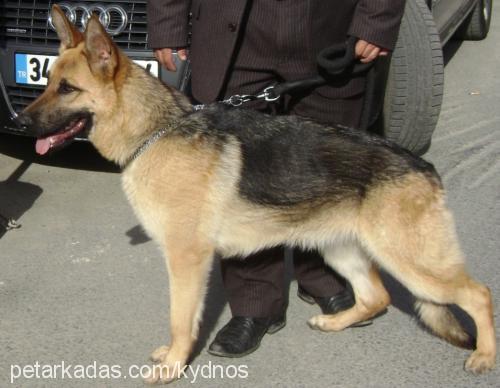 Çakil Dişi Alman Çoban Köpeği