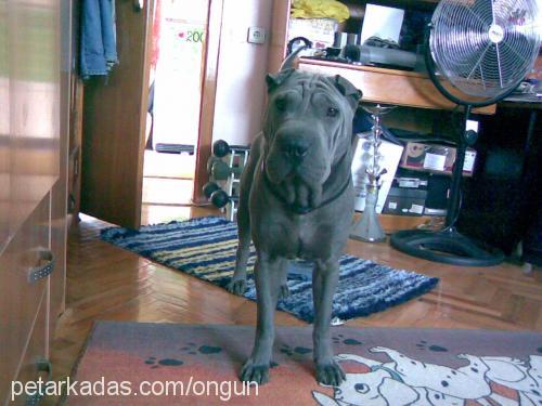 hippo Erkek Çin Shar-Pei