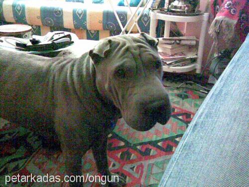 hippo Erkek Çin Shar-Pei