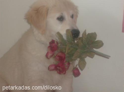 çilek Dişi Golden Retriever